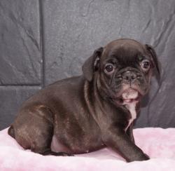 Cachorros de raza Bulldog Ingles para la venta del criadero Nutibara Bulldogs -Pet shop Special Dogs 


            


            