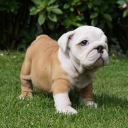             Cachorros de raza Bulldog Ingles para la venta del criadero Nutibara Bulldogs -Pet shop Special Dogs 


            


            


            