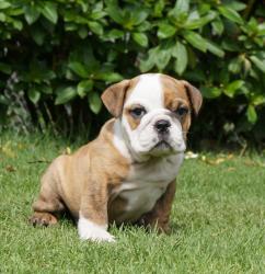 Cachorros de raza Bulldog Ingles para la venta del criadero Nutibara Bulldogs -Pet shop Special Dogs 


            


            