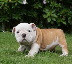             
Cachorros de raza Bulldog Ingles para la venta del criadero Nutibara Bulldogs -Pet shop Special Dogs 

            


            


            