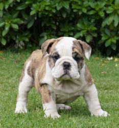             Cachorros de raza Bulldog Ingles para la venta del criadero Nutibara Bulldogs -Pet shop Special Dogs 


            


            


            