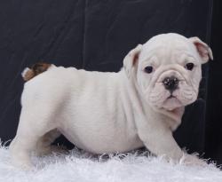 Cachorros de raza Bulldog Ingles para la venta del criadero Nutibara Bulldogs -Pet shop Special Dogs 


            


            