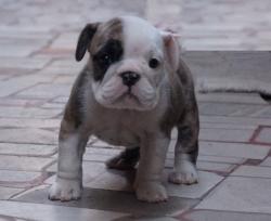 Bulldog