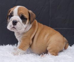 Cachorros de raza Bulldog Ingles para la venta del criadero Nutibara Bulldogs -Pet shop Special Dogs 


            


            