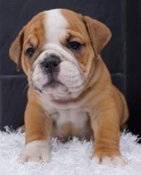 Bulldog