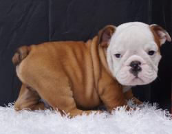 Cachorros de raza Bulldog Ingles para la venta del criadero Nutibara Bulldogs -Pet shop Special Dogs 


            


            