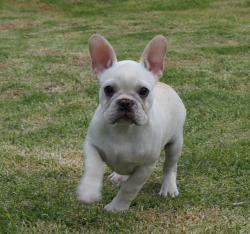 Cachorros de raza Bulldog Ingles para la venta del criadero Nutibara Bulldogs -Pet shop Special Dogs 


            


            