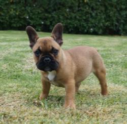 Cachorros de raza Bulldog frances para la venta del criadero Nutibara Bulldogs -Pet shop Special Dogs 


            


            