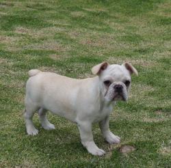 Cachorros de raza Bulldog frances para la venta del criadero Nutibara Bulldogs -Pet shop Special Dogs 
            


            