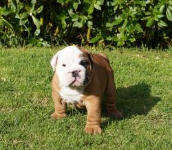 Bulldog