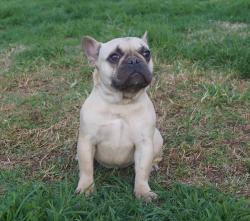 bulldog