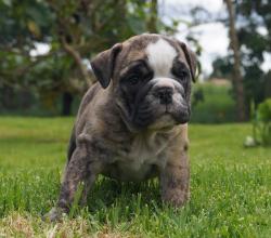 bulldog