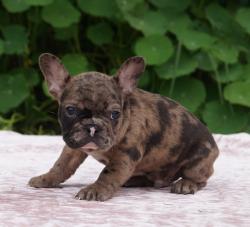     MACHO EXOTICO VENDO MIS MI CACHORRO EXOTICO  DE NUTIBARA BULLDOG COLOR MERLYN COBRE EN BOGOTA 


            