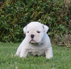 cachorros de raza bulldog ingles para la venta  

            


            