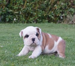 Bulldog