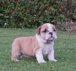 Bulldog