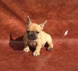 cachorros de bulldog frances para la venta registrados

            


            