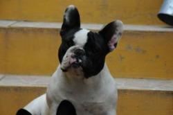 bulldog