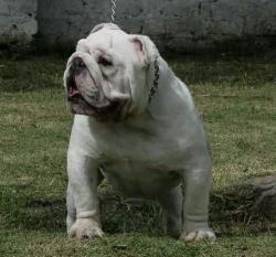 bulldog