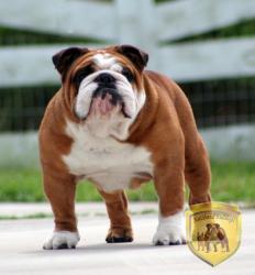 bulldog