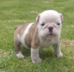 Bulldog