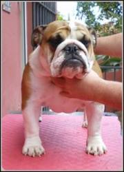 bulldog