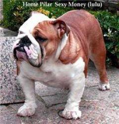 bulldog