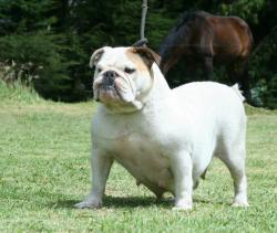 Ejemplar de Bulldog Ingles


            


            


            


            