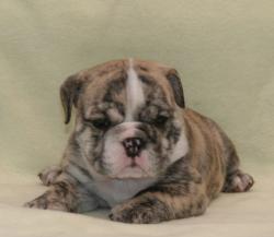 Cachorros de raza bulldog ingles para la venta del criadero nutibara Bulldogs


            


            