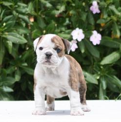 CACHORROS DE RAZA BULLDOG INGLES PARA LA VENTA DEL CRIADERO NUTIBARA BULLDOG


            


            
