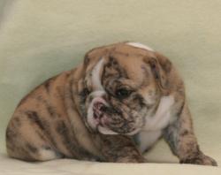 Cachorros de raza bulldog ingles para la venta del criadero nutibara Bulldogs


            


            