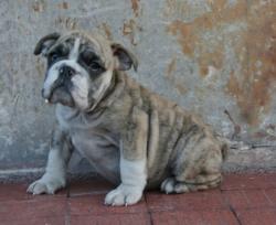  cachorras para la venta de bulldog Ingles     


            


            