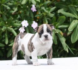 CACHORROS DE RAZA BULLDOG INGLES PARA LA VENTA DEL CRIADERO NUTIBARA BULLDOG


            


            