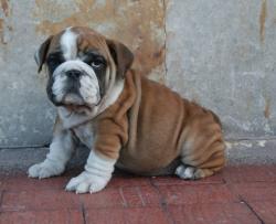  cachorras para la venta de bulldog Ingles     


            


            