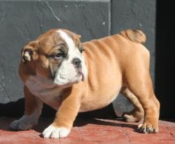             
cachorros de raza Bulldog ingles para la venta del criadero Nutibara Bulldogs


            


            


            