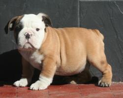 cachorros de raza bulldog ingles para la venta del criadero Nutibara Bulldogs


            


            