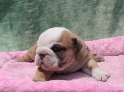 Cachorros Bulldog Ingles Resgistrados de Nutibara Bulldogs


            


            