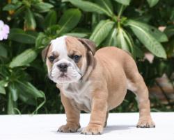 CACHORROS DE RAZA BULLDOG INGLES PARA LA VENTA DEL CRIADERO NUTIBARA BULLDOG


            


            