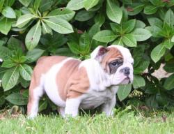 Ejemplar de Bulldog Ingles para la venta

            


            