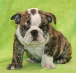 Cachorros de raza bulldog ingles del criadero Nutibara Bulldogs


            


            