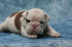 Ejemplares cachorros de Bulldog Ingles para la venta


            


            