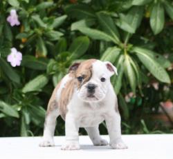 cachorros de raza bulldog ingles para la venta del criadero nutibara bulldogs


            


            
