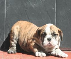 
            
Cachorros de raza Bulldog Ingles para la venta del criadero Nutibara Bulldogs 


            


            


            