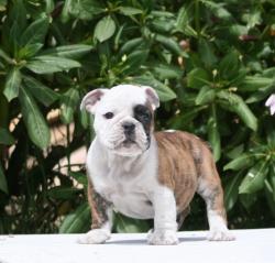 cachorros de raza bulldog ingles para la venta del criadero nutibara bulldogs



            


            