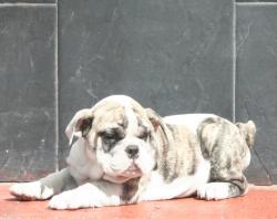 Cachorros de raza Bulldog Ingles para la venta del criadero Nutibara Bulldogs 


            


            