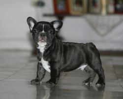 cachorro  de  bulldog frances brindle and white
            


            