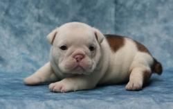 cachorros de bulldog Ingles para la venta

            


            