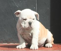             Cachorros de raza Bulldog Ingles para la venta del criadero Nutibara Bulldogs 


            


            


            