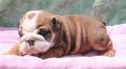 Cachorros Bulldog Ingles Con Registro

            


            