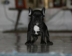 cachorra nutibara bulldog frances 
            


            